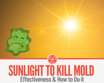 Does Sunlight Kill Mold? YES! Heres How